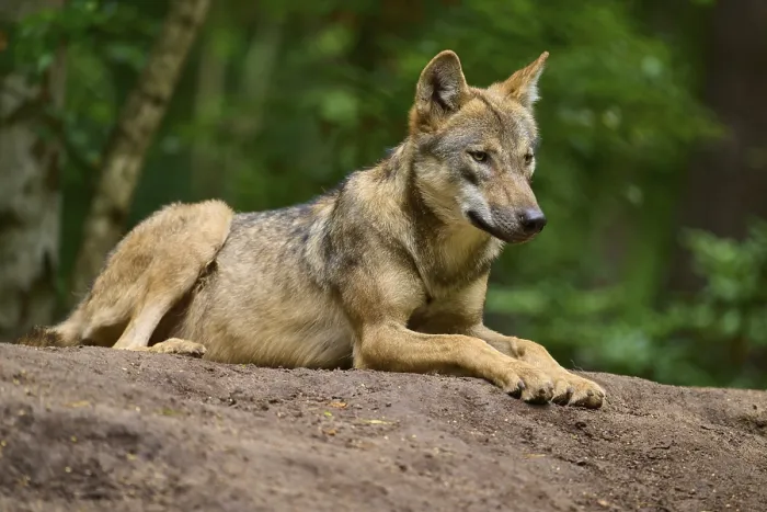 Framed Print : A wolf lies relaxed on a mound of earth in the forest and observes the surroundings
