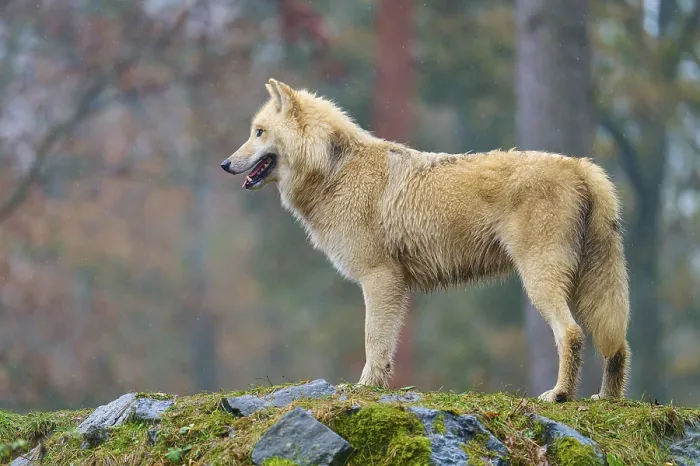 Framed Print : A wolf looks into the distance from the rocky ground in a forest
