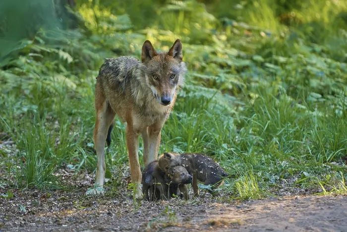 Framed Print : A wolf lovingly tends to its pups in the forest Framed Print : A wolf lovingly tends to its pups in the forest