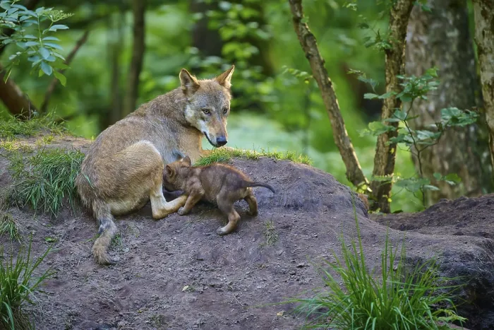 Framed Print : A wolf lying in the forest with a sucking puppy Framed Print : A wolf lying in the forest with a sucking puppy