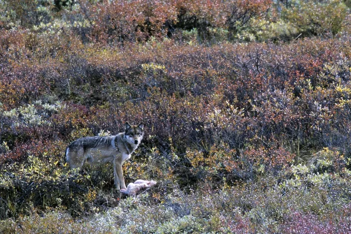 Framed Print : Wolf, medium-sized prey such as a Roe Deer or Dall Sheep killed by biting the throat (Mackenzie wolf)