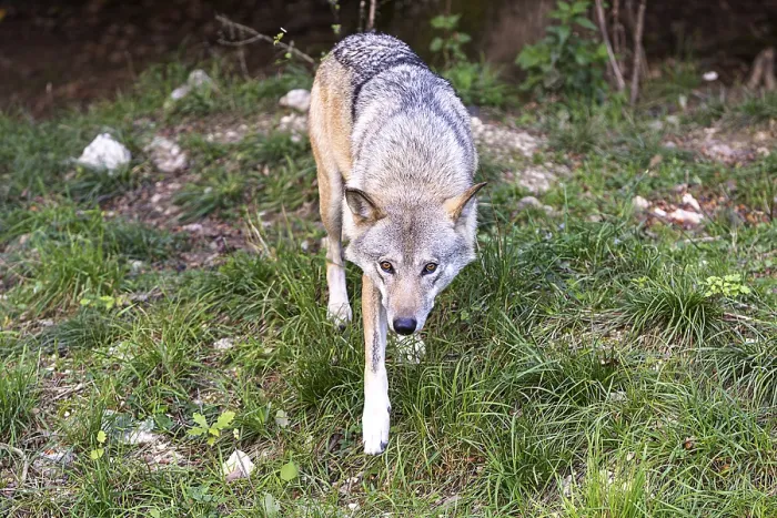 Framed Print : A wolf moves focussed on a forest path Framed Print : A wolf moves focussed on a forest path