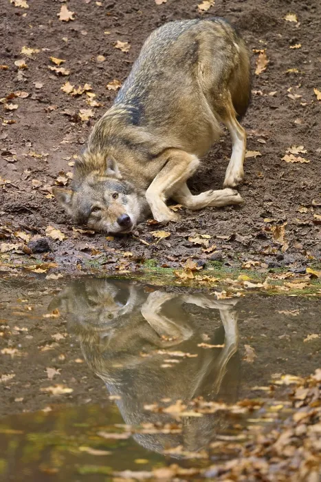 Framed Print : Wolf playing on the shore and reflected in the calm waters of the autumn forest