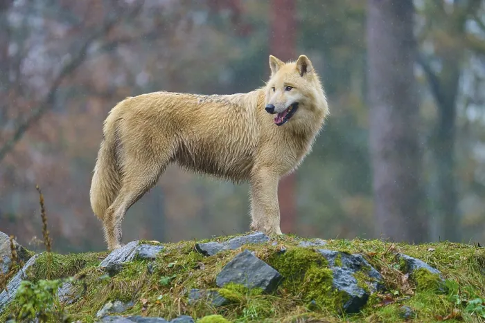 Framed Print : A wolf poses in the rain on a rock covered with moss
