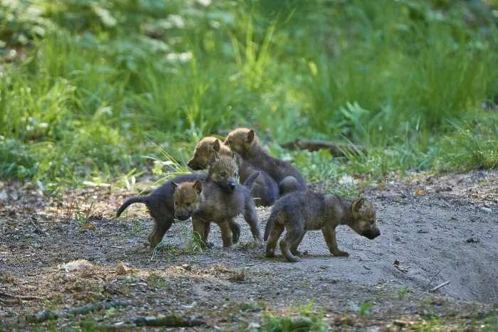 Framed Print : Wolf pups playing in the green forest and discovering the surroundings Framed Print : Wolf pups playing in the green forest and discovering the surroundings