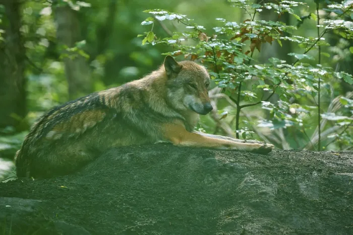 Framed Print : Wolf resting on a hill in the forest