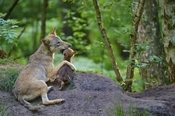 Framed Print : Wolf showing affection for her puppy in the forest