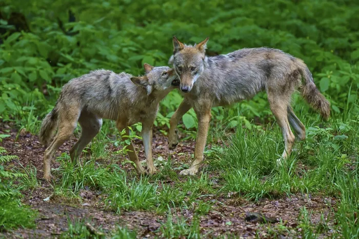 Framed Print : A wolf shows affection for another in a green forest Framed Print : A wolf shows affection for another in a green forest