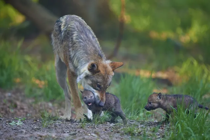 Framed Print : A wolf shows affection to its pup while another watches