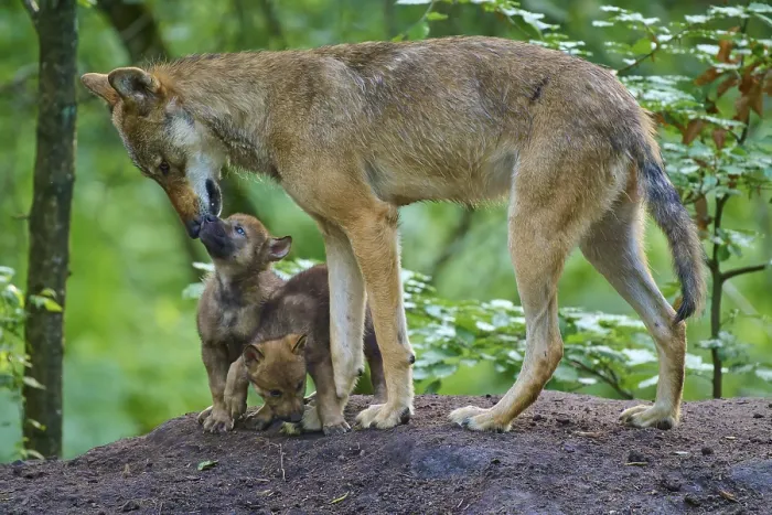 Framed Print : A wolf shows gentle affection for puppies