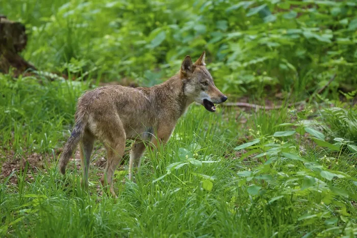 Framed Print : A wolf standing alert in the green forest