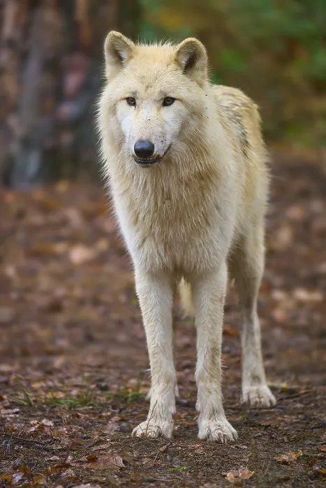 Framed Print : A wolf stands at attention in autumn forest with shining leaves
