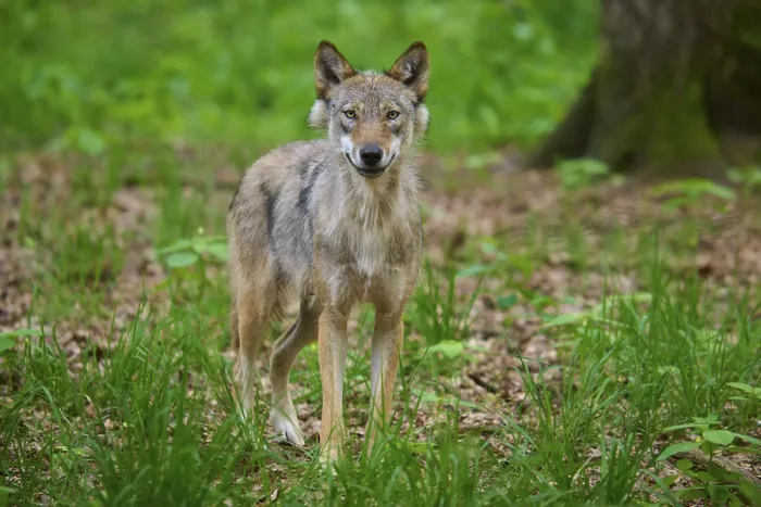 Framed Print : A wolf stands in the forest, looks directly and acts attentively Framed Print : A wolf stands in the forest, looks directly and acts attentively