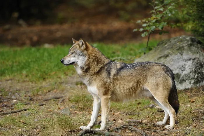 Framed Print : A wolf stands quietly and observing in a wooded environment