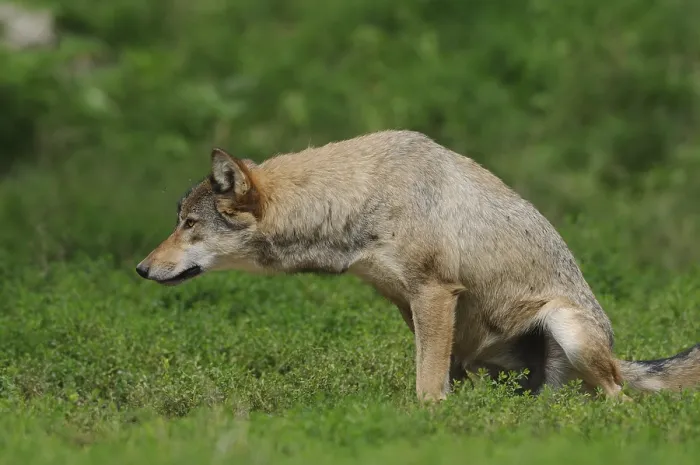 Framed Print : A wolf urinating on green grass