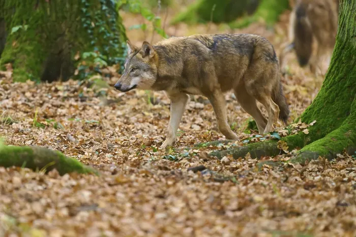 Framed Print : Wolf walks through the green autumn forest covered with leaves