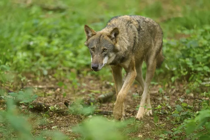 Framed Print : A wolf walks through the green forest and fixes something with his gaze