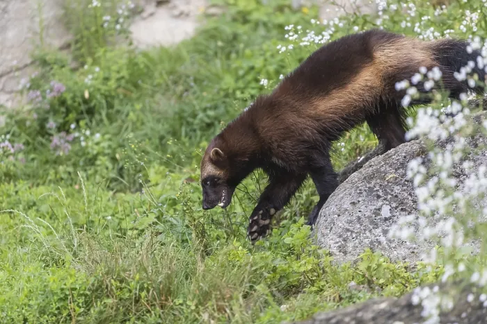 Framed Print : One wolverine, (Gulo gulo), running over a green meadow Framed Print : One wolverine, (Gulo gulo), running over a green meadow