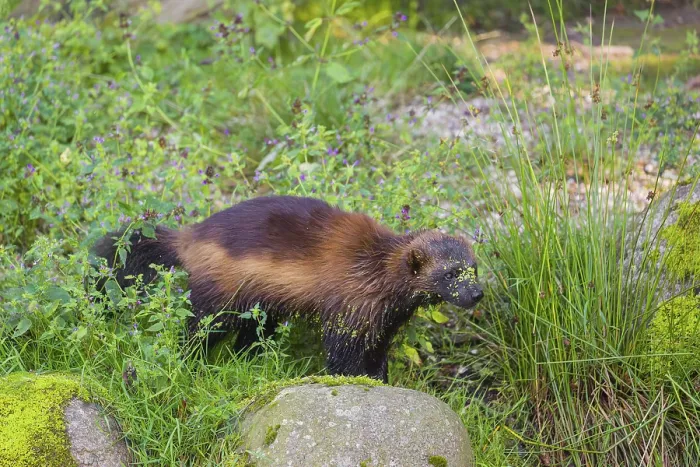 Framed Print : A wolverine (Gulo gulo) runs across a green meadow
