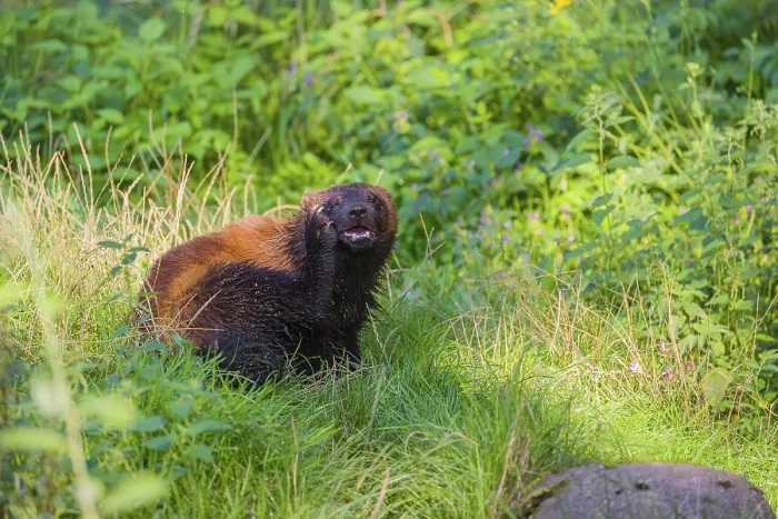 Framed Print : A wolverine (Gulo gulo) sits on a green meadow at a forest edge