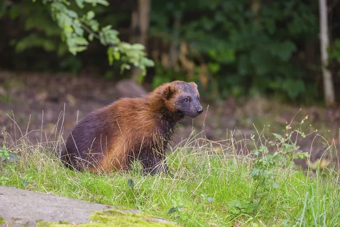 Framed Print : A wolverine (Gulo gulo) sits on a green meadow at a forest edge