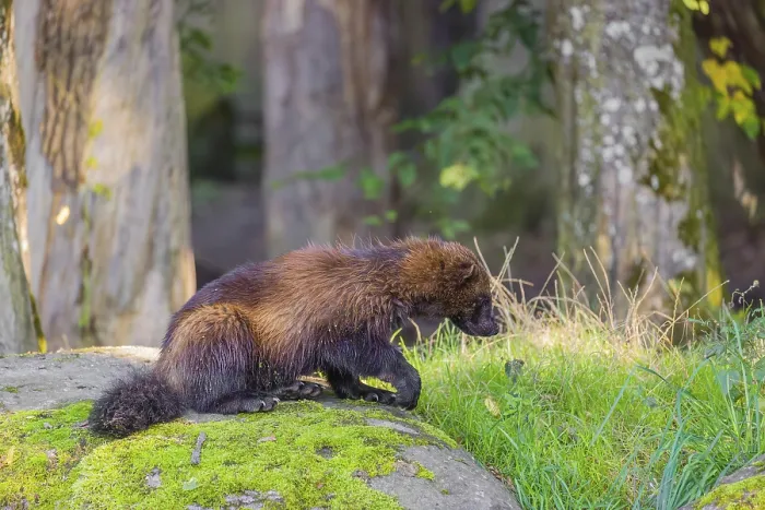 Framed Print : A wolverine (Gulo gulo) sits on a moss covered rock at a forest edge Framed Print : A wolverine (Gulo gulo) sits on a moss covered rock at a forest edge