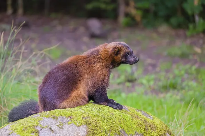 Framed Print : A wolverine (Gulo gulo) sits on a moss covered rock at a forest edge