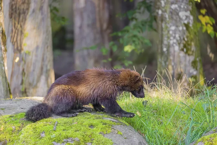 Framed Print : A wolverine (Gulo gulo) sits on a moss covered rock at a forest edge