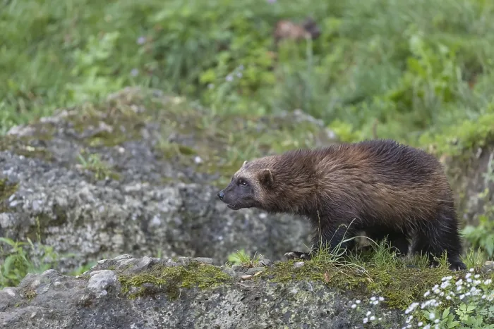Framed Print : One wolverine, (Gulo gulo), standing on a rock Framed Print : One wolverine, (Gulo gulo), standing on a rock