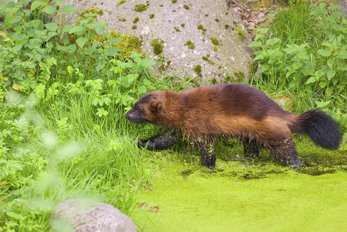 Framed Print : A wolverine, (Gulo gulo), stands in the water of a small pond Framed Print : A wolverine, (Gulo gulo), stands in the water of a small pond