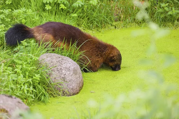 Framed Print : A wolverine, (Gulo gulo), stands in the water of a small pond