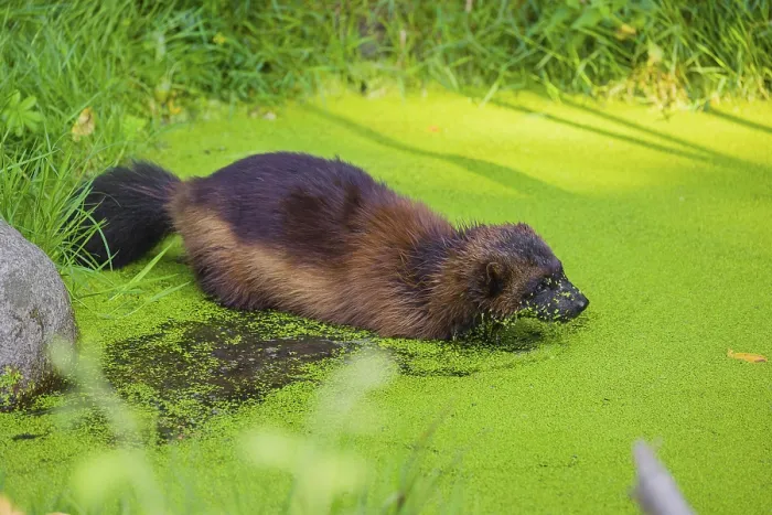 Framed Print : A wolverine, (Gulo gulo), stands in the water of a small pond