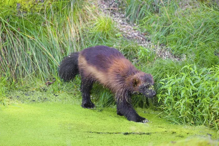 Framed Print : A wolverine, (Gulo gulo), stands in the water of a small pond