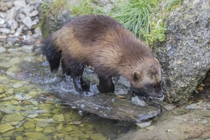 Framed Print : One wolverine, (Gulo gulo), walking in the water of a small creek Framed Print : One wolverine, (Gulo gulo), walking in the water of a small creek