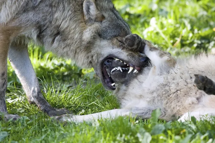Framed Print : Wolves (canis lupus)