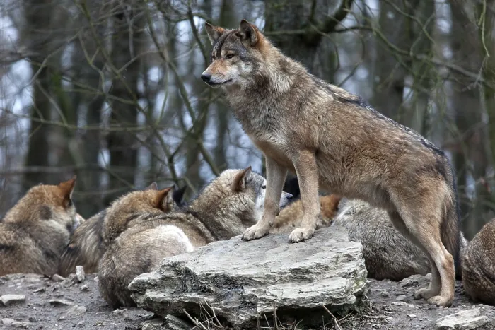 Framed Print : Wolves (Canis lupus), captive, Bad Mergentheim Wildlife Park