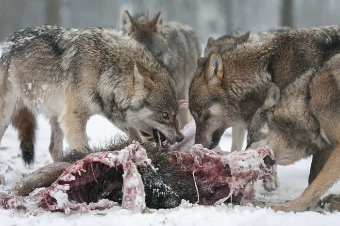 Framed Print : Wolves (Canis lupus) eating wild boar (Sus scrofa) prey