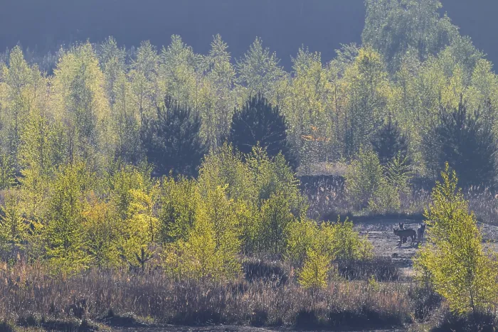 Framed Print : Wolves (Canis lupus) in the late morning in a birch forest