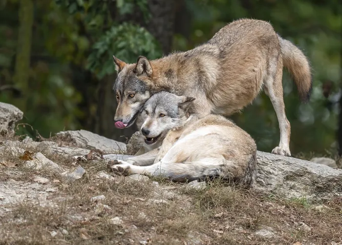 Framed Print : Wolves (Canis lupus) lying and standing on a rock