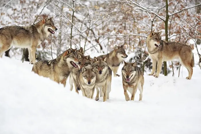 Framed Print : Wolves (Canis lupus) in the snow Framed Print : Wolves (Canis lupus) in the snow