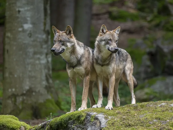 Framed Print : Wolves (Canis lupus) stand on a moss-covered rock and look attentively Framed Print : Wolves (Canis lupus) stand on a moss-covered rock and look attentively