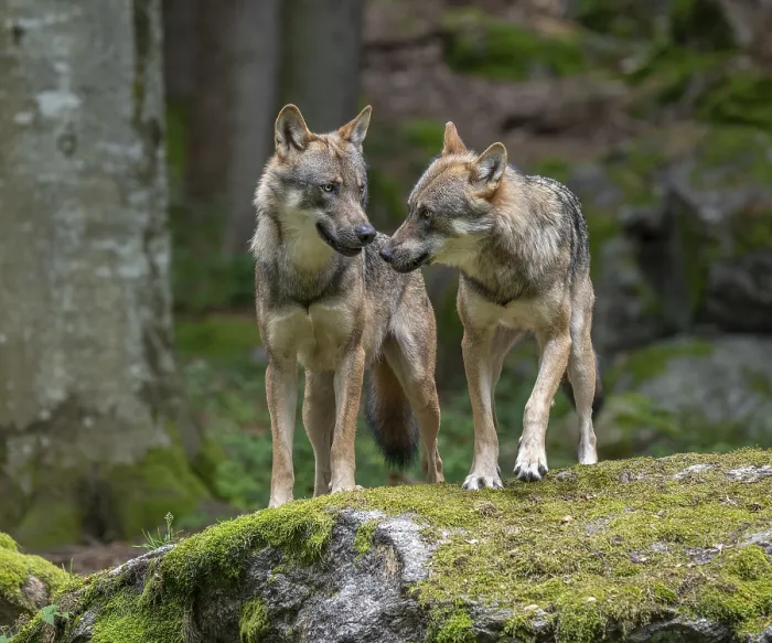 Framed Print : Wolves (Canis lupus) standing on a rock overgrown with moss Framed Print : Wolves (Canis lupus) standing on a rock overgrown with moss