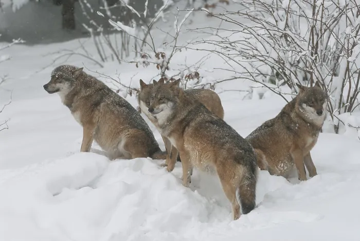 Framed Print : Wolves (Canis lupus) standing and sitting in the snow