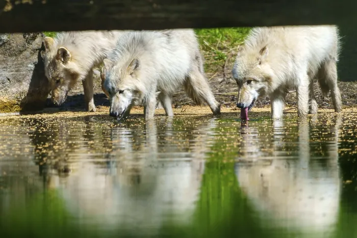 Framed Print : Several wolves drinking at a calm body of water and reflecting in the water