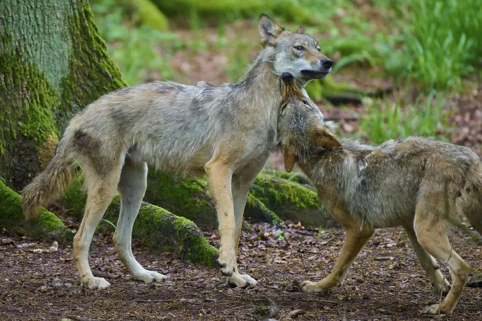 Framed Print : Two wolves interacting dynamically in a wooded area Framed Print : Two wolves interacting dynamically in a wooded area