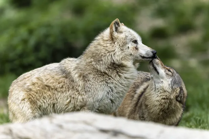 Framed Print : Two wolves interacting in a green Framed Print : Two wolves interacting in a green
