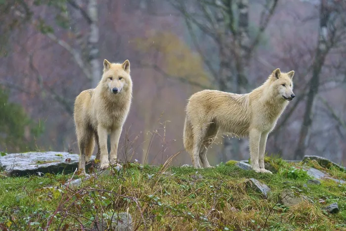 Framed Print : Wolves stand in a misty forest Framed Print : Wolves stand in a misty forest