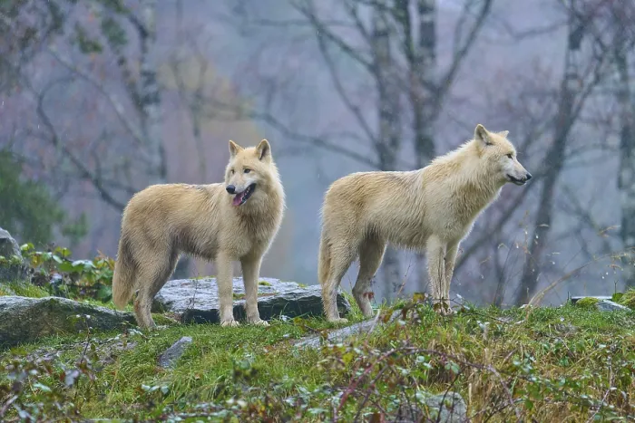 Framed Print : Two wolves standing next to each other in the rain