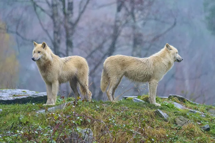 Framed Print : Two wolves standing back to back in the rain Framed Print : Two wolves standing back to back in the rain