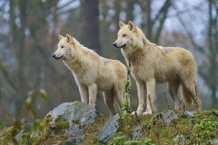 Framed Print : Two wolves standing in the rain on rocky ground in a misty and autumnal forest scenery Framed Print : Two wolves standing in the rain on rocky ground in a misty and autumnal forest scenery